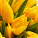 Spring Newsletter