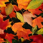 Autumn Newsletter 2011
