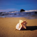 Summer Newsletter