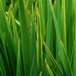 Spring  Newsletter