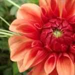 Spring  Newsletter