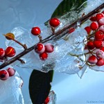 Winter Newsletter